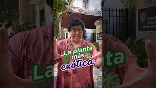 La planta más exótica que trajeron los expositores en #CasaBotánica y el #PlantFest 🤑🌱