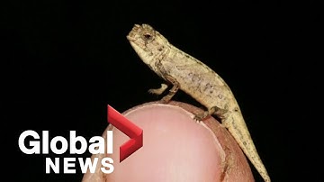 Discovery of a tiny chameleon may be the world’s smallest reptile