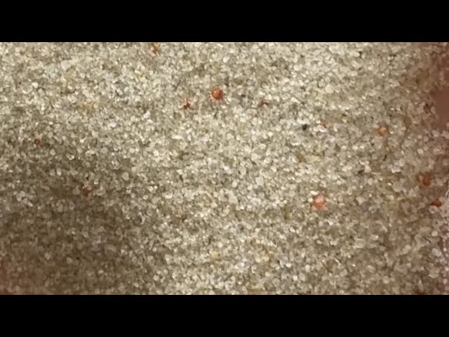 silica sand out of hand #sandasmr #crunch #gritty #sandchewing #sand class=