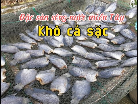 Video Đặc sản sông nước miền Tây khô cá sặc, cá lóc - youtube
