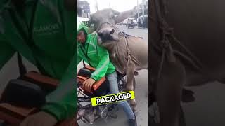 Who Ordered This Package? 📦😂#funny #comedy #viralvideo #fypシ #memevideo #lol #funnymoments #shorts