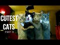 CUTEST CATS VIDEO COMPILATION #6