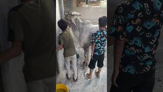 Eid Qurban 2026. #pakistan #youtubeshorts #reels #vlog