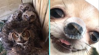 Funny/Cute Animal Videos Try Not To Laugh 3 🤣😹🐶 by New Level Creation 10 views 1 year ago 52 seconds