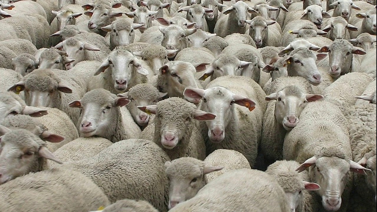 Pastos anuales politécnica slp