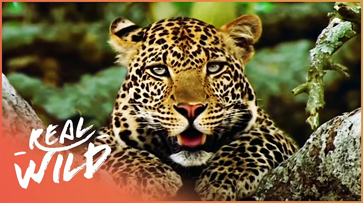 Man-Eating Leopard Terrifying A Village | The Killing Fields: Tale Of The Indian Leopard | Real Wild - DayDayNews