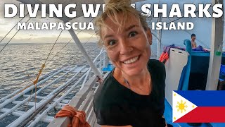Diving With Thresher Sharks In The Philippines (they got too close!)