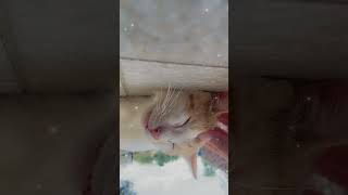 Thinking about it 🤔#mosquitoes #blood #babies #cat #ytshorts #youtube #shorts#feed#edit #viralvideo