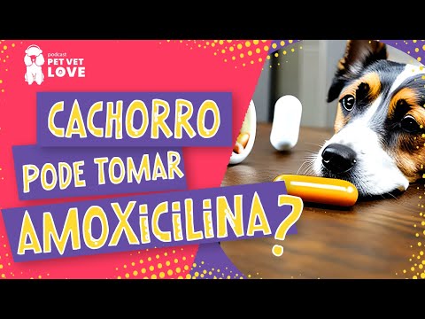 Vídeo: Misturas de Border Collie e Red Heeler