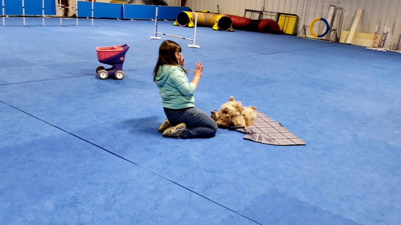 belle-s-akc-performer-trick-dog-title-youtube