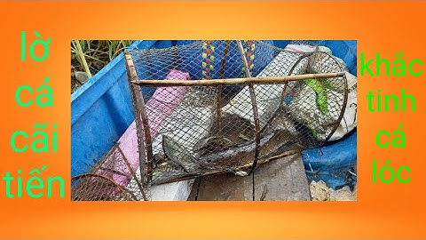 Lờ Cá Cải Tiến Khắc Tinh Của Cá Lóc /Định Nguyễn Hậu Giang