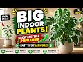 How to Grow Large Indoor Plants Faster | Easy Tips for Bigger & Healthier Houseplants