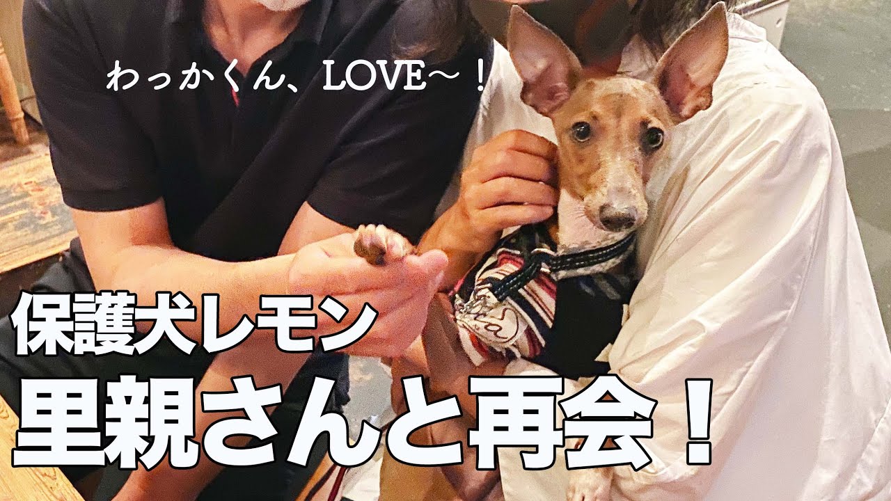 保護犬子犬、里親さんとイタグレ友達と雨のドッグラン【Day62】 YouTube