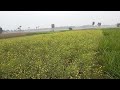 Natural scenery l শস্য ক্ষেত এর প্রাকৃতিক দৃশ্য 🌾🌾🌾