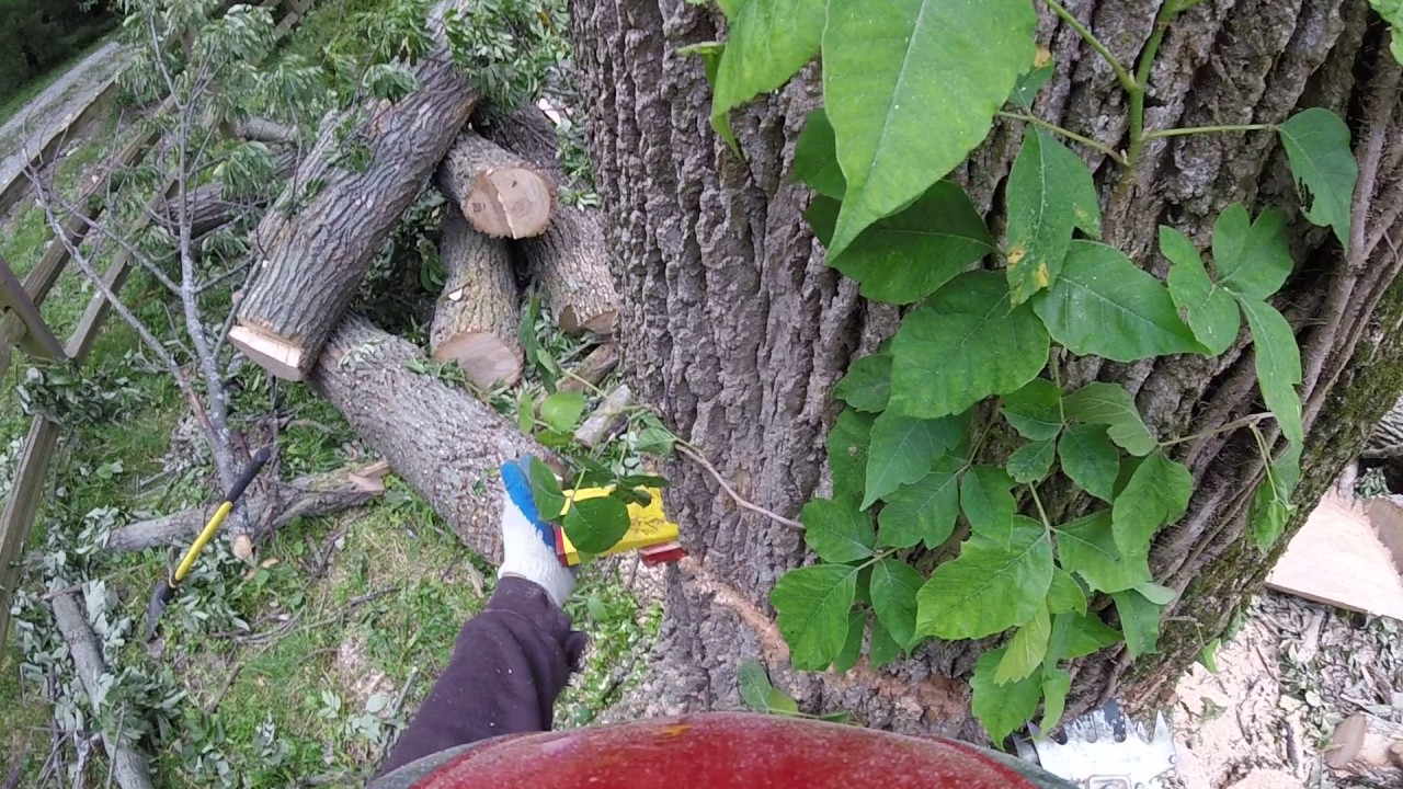 Pulling over a large heavy back leaning ash log with a wyeth scott ...
