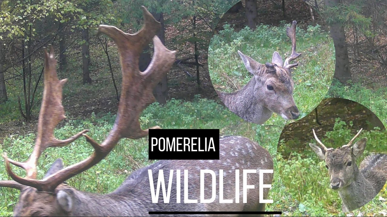 Nie każdego natura obdarowała jednakowo - jak zróżnicowane mogą być poroża danieli.