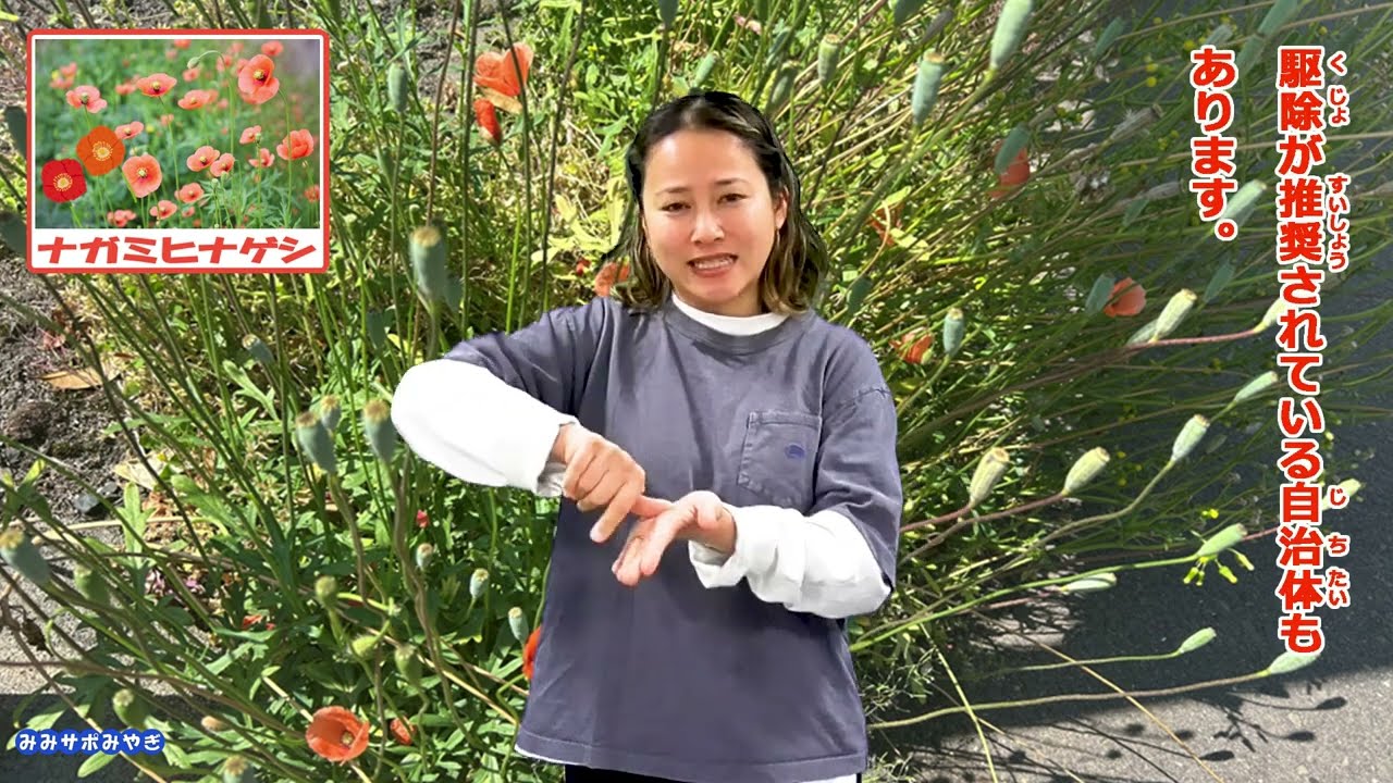 Mimi Suppo Miyagi R8-8: A Beautiful Flower with a Hidden Poison