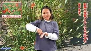 Mimi Suppo Miyagi R8-8: A Beautiful Flower with a Hidden Poison