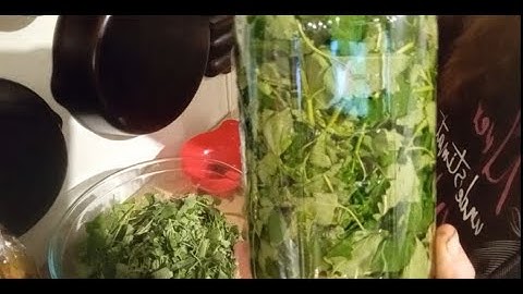 Making A Catnip Tincture - Nepeta cataria