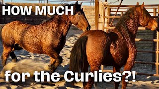 THE ONLINE MUSTANG AUCTION ENDS by The Project Equestrian 14,847 views 4 months ago 12 minutes, 1 second