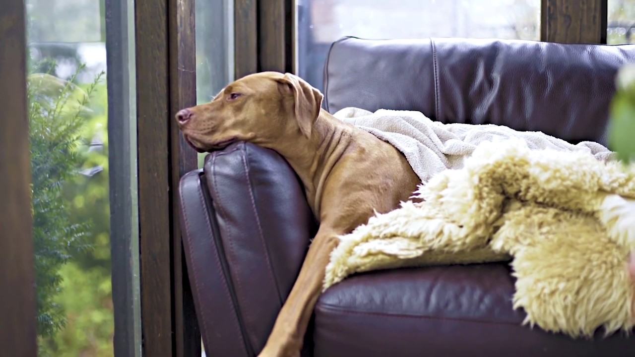 It Can’t Be Heaven - An Ode to Dogs