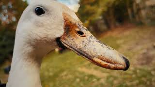 The Quackening