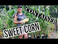 Can I Grow Sweet Corn in a Container? Absolutely!