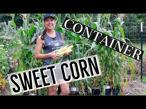 Can I Grow Sweet Corn in a Container? Absolutely!