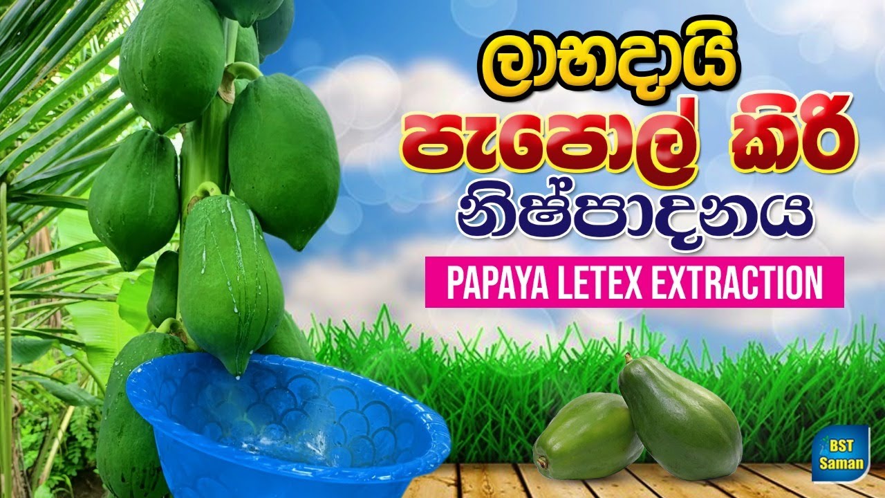 ලාබදායි පැපොල් කිරි නිෂ්පාදනය,papaya letex  extraction,BST Saman,BST Practical,