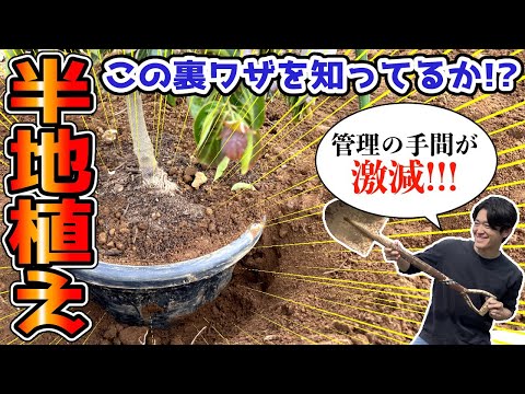 【植木が大きくならない裏技】成長早い木、植木を大きくしたくないときは半地植えが有効です。 hqdefault