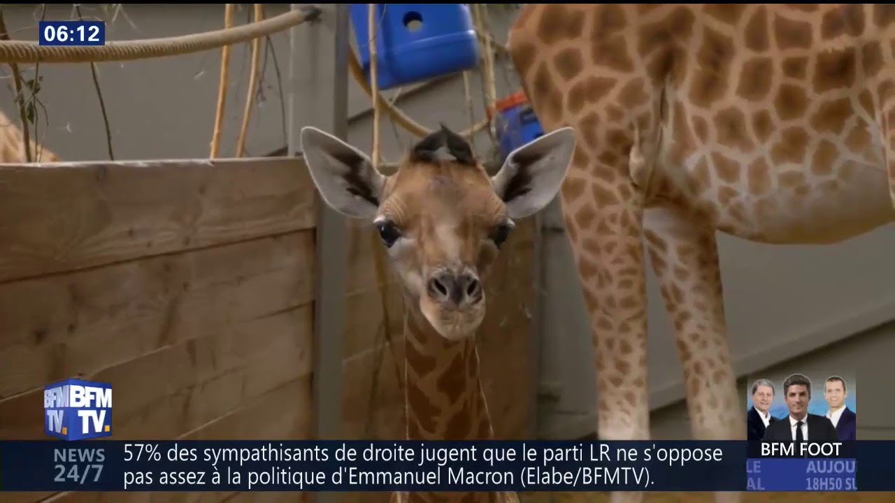 À peine né, cet adorable girafon fait déjà la taille d’un adulte 🦒