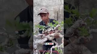 Pres Bonsai Santigi Program Puluhan Tahun