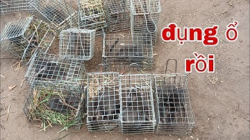 Bẩy chuột cống nhum lọt vào động chuột và cái kết #sanbatbatri#