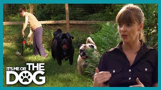 How to Stop Your Dogs From Eating Poop! Victoria Stilwell’s Tips 🐕💩 | Its Me Or The Dog