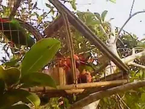 Serindit Dada Merah 2 Youtube