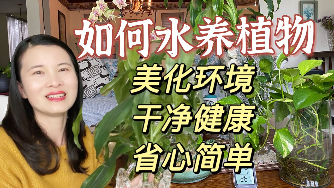 仅需一杯水 我水养什么植物存活八年不断发新芽 看能水养了的哪些类植物 一学即会 马上让家里美起来how Only Use Water Grow Plants Youtube