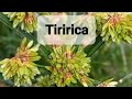 Tiririca planta medicinais