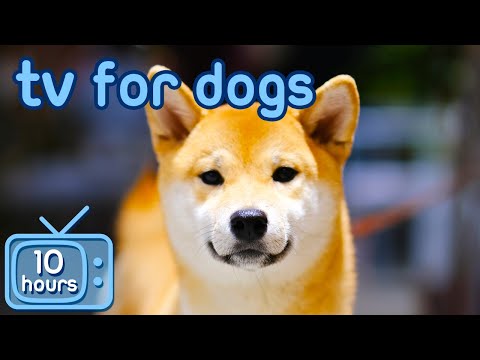 TV for Dogs 🐶 | Prevent Boredom and Anxiety with Movies for Dogs! + Relaxing Music!