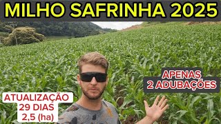 Milho Safrinha 2025, Atualização 29 Dias Após Plantio, Apenas 2 Adubações, Vem Conferir