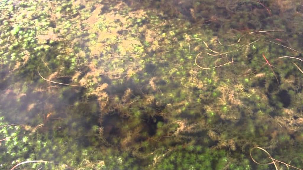 Gwlyptiroedd Dyfi -- Cors Fochno / Dyfi Wetlands - Cors Fochno