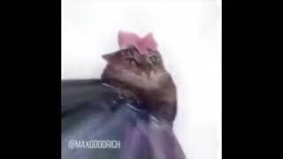 Prophecy Cat Is True