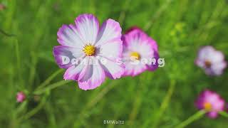 slowwaltz 131 Danilo`s song