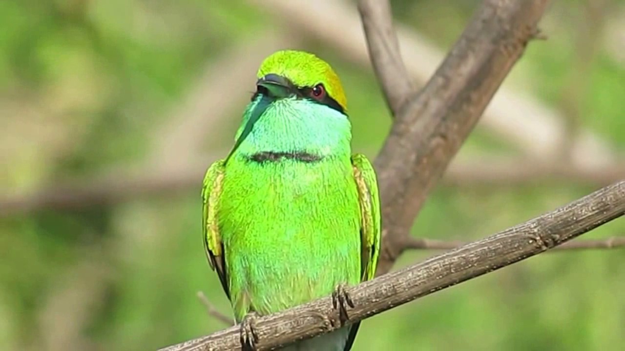 Green Bee-eater, Sri Lanka
