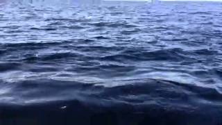 Tuna versus seagull