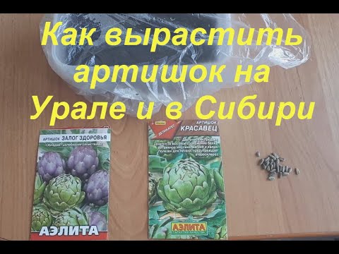 Как вырастить артишок из семян на Урале и в Сибири.