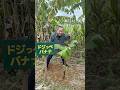 【僕のバナナを植えてきた！！】国産のバナナって見ないよなー！#国産バナナ＃沖縄バナナ＃アップルバナナ