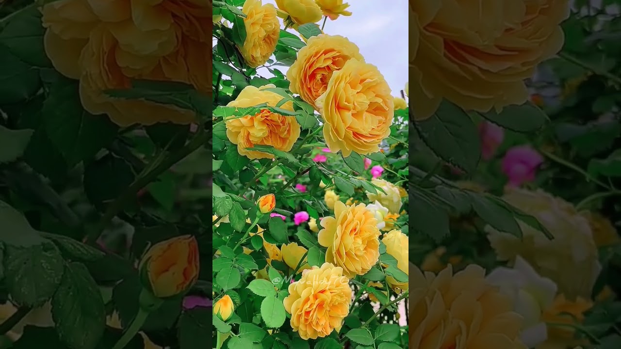 Yellow flowers | Pink flowers | flower garden | rose flowers