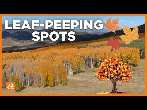 Where and when to see colorful leaves in Flagstaff