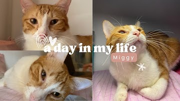 Miggy | A Lazy Day in My Life ✨, Cozy Vibes 🐾, and Endless Cat Naps 😴