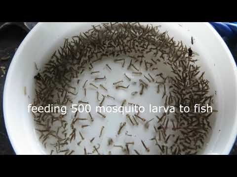 فيديو: كيفية إطعام اليرقات